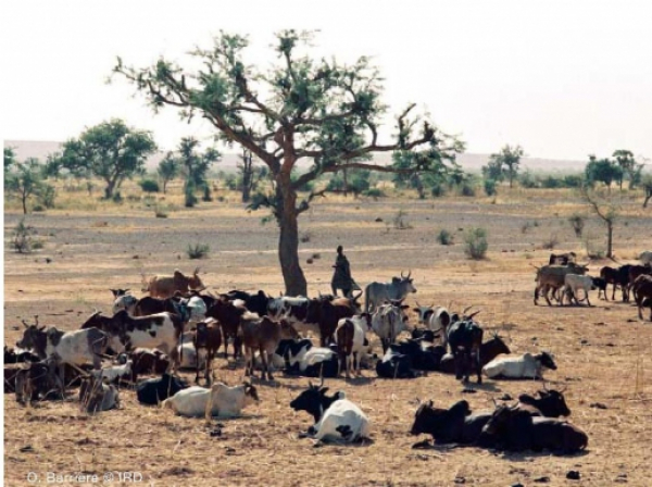 Pastoralisme et conflits au Sahel : Le Timbuktu Institute et la GIZ -Burkina Faso initient une réflexion régionale